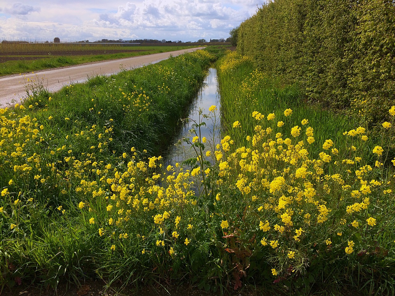 rapeseed ditch clouds free photo