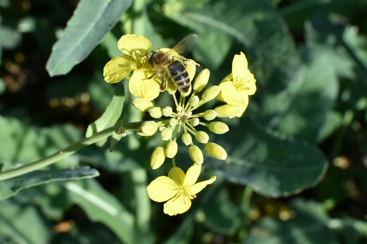 rapeseed oil biofuel free photo