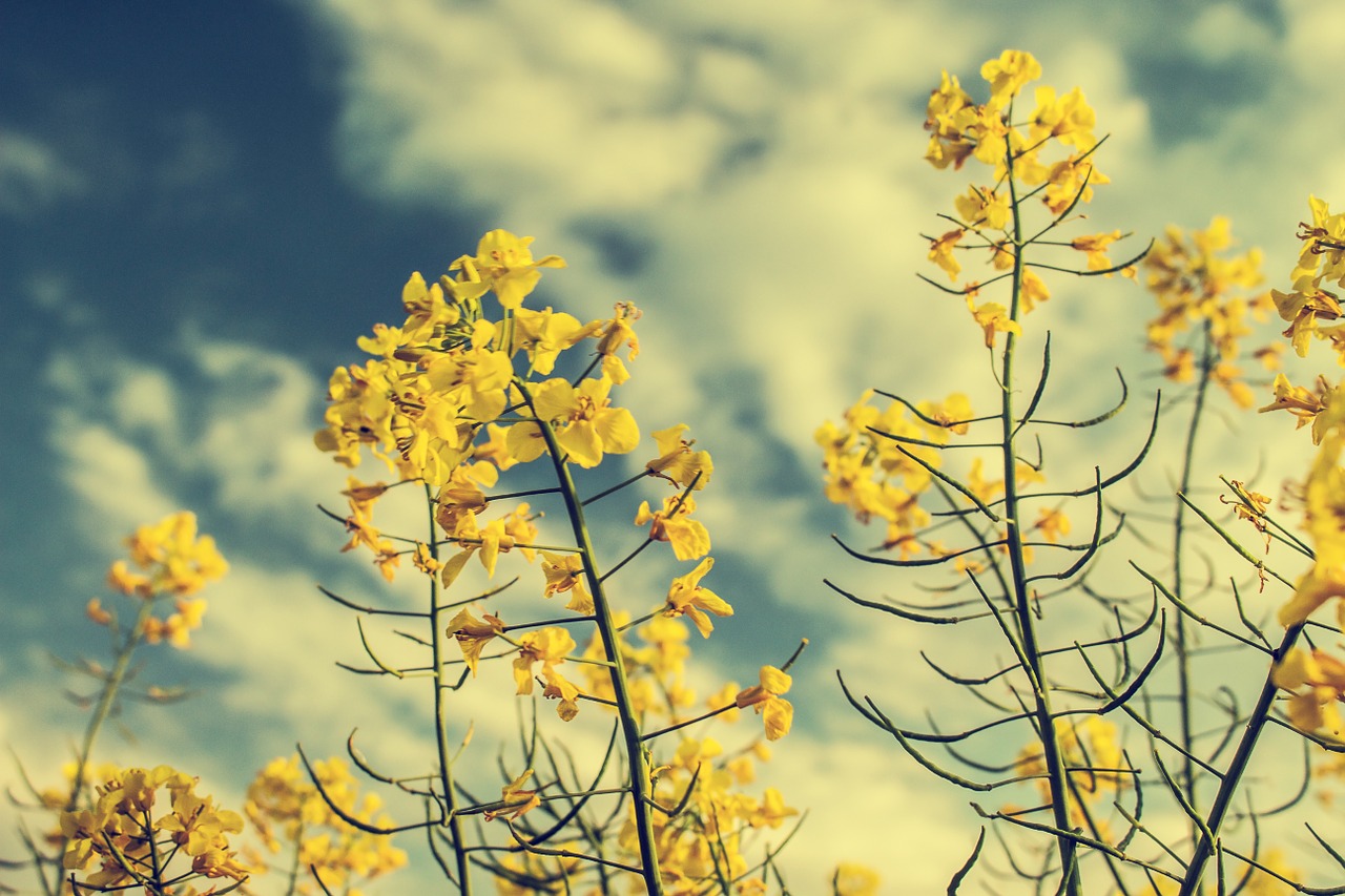 rapeseed yellow sky free photo