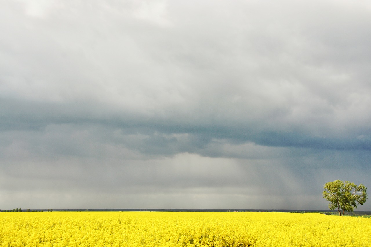 rapeseed field landscape free photo