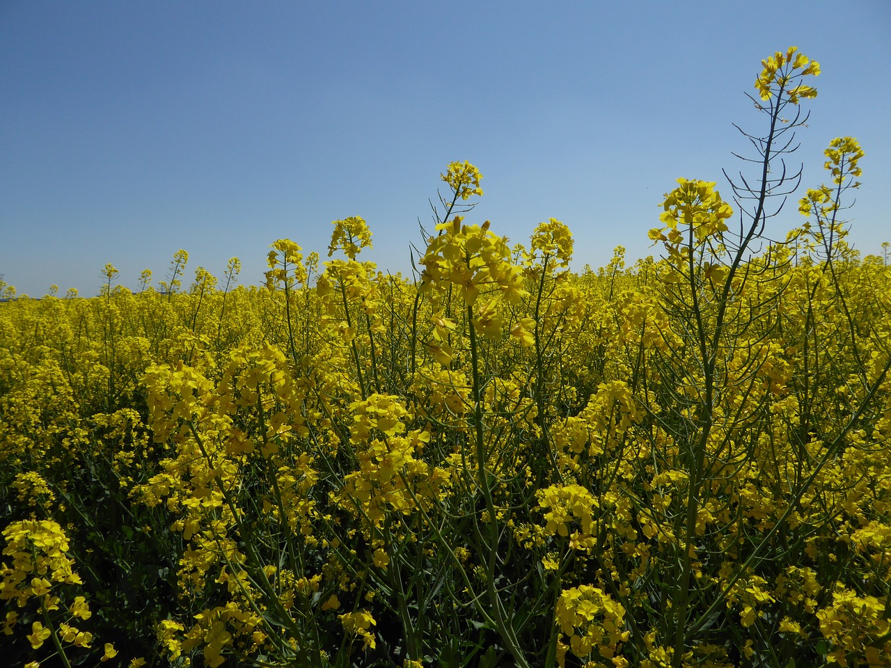 rapeseed nature yellow free photo