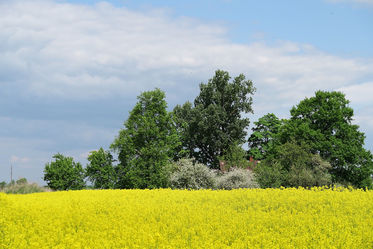 rapeseed oilseed rape yellow field free photo