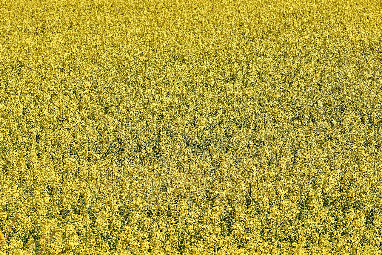 rapeseed agriculture field of rapeseed free photo