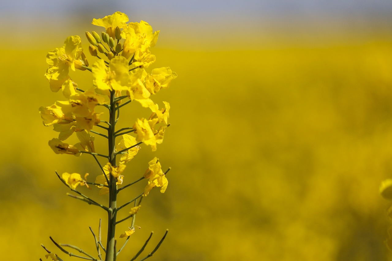 rapeseed yellow flower fields free photo