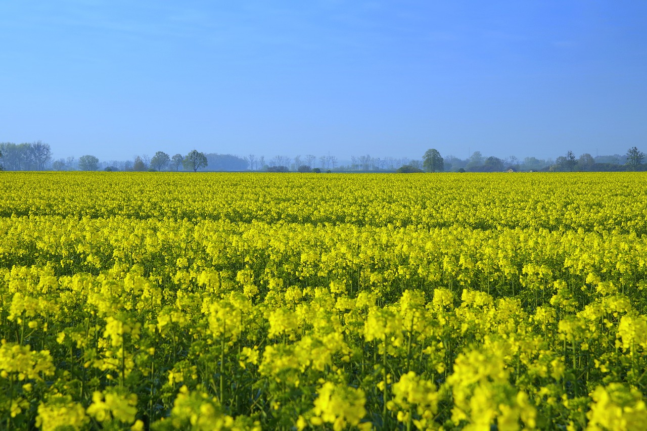 rapeseed field yellow free photo