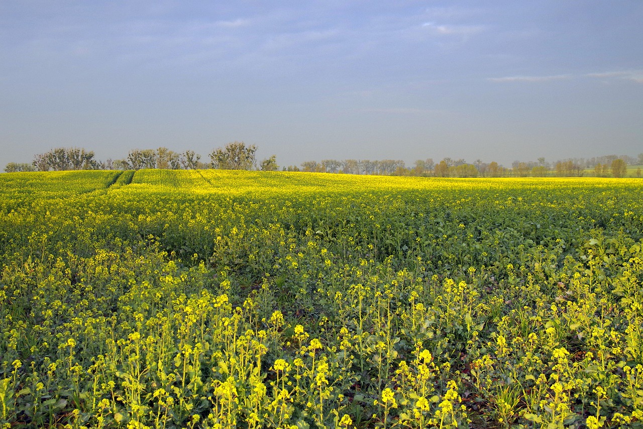 rapeseed field agriculture free photo