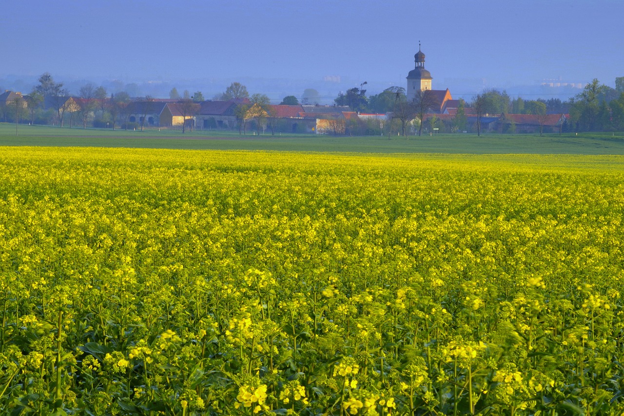 rapeseed field agriculture free photo