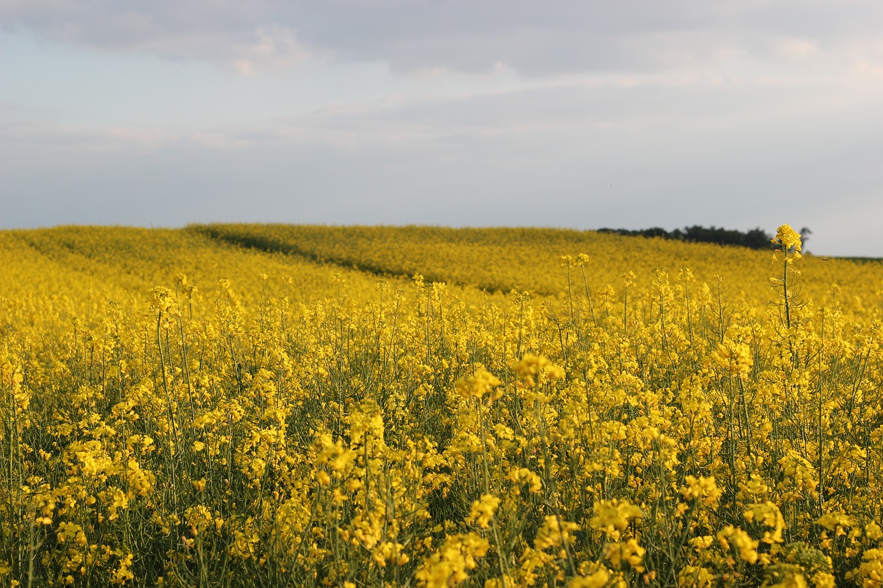 rapeseed plant yellow free photo