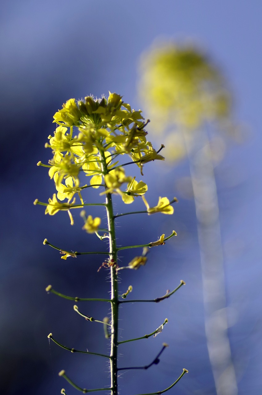 rapeseed flower reflection free photo