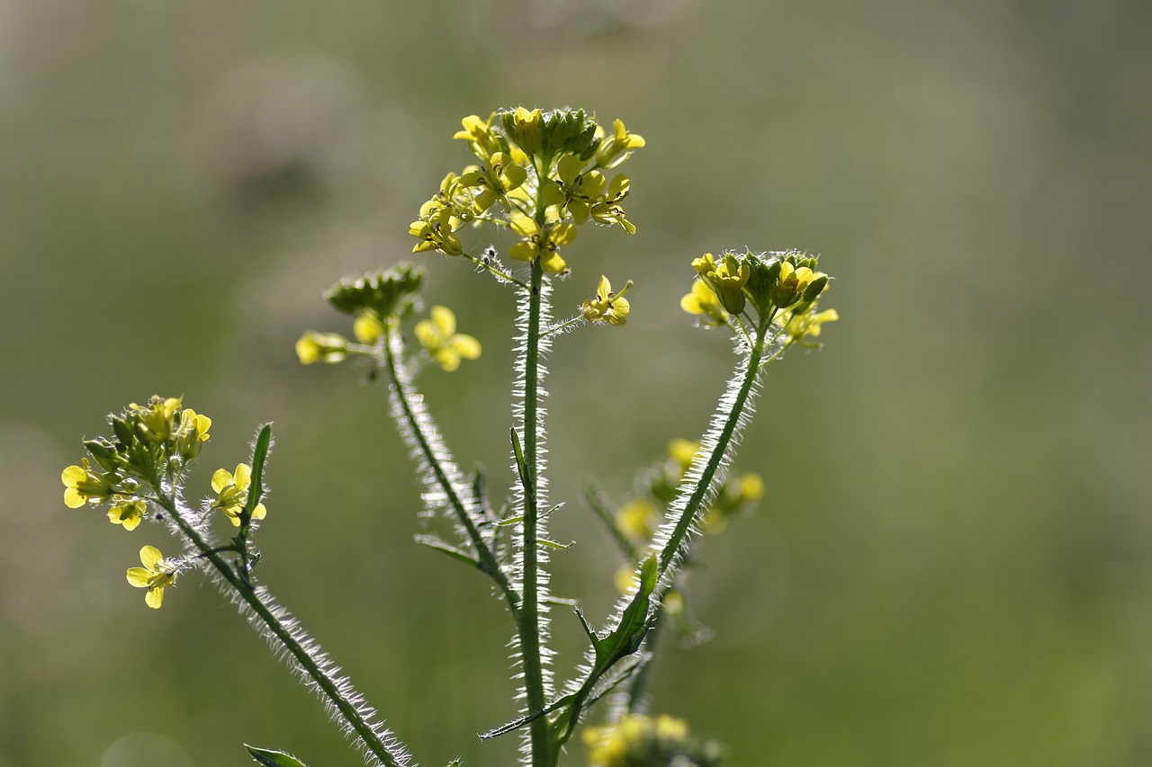 rapeseed flower single free photo