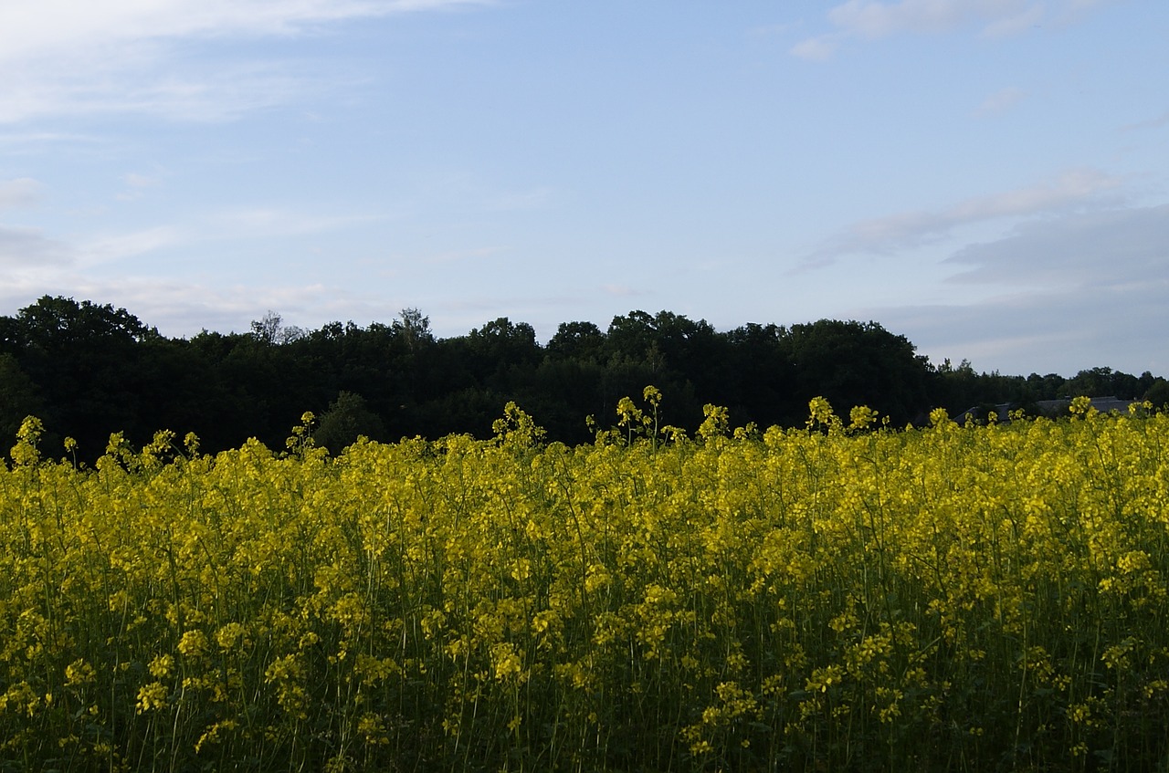 rapeseed summer nature free photo