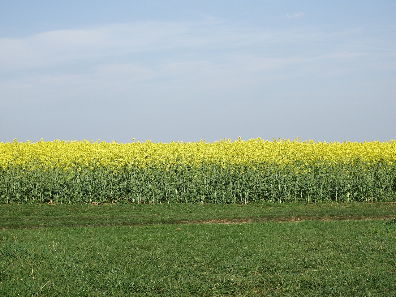 rapeseed sky clouds free photo