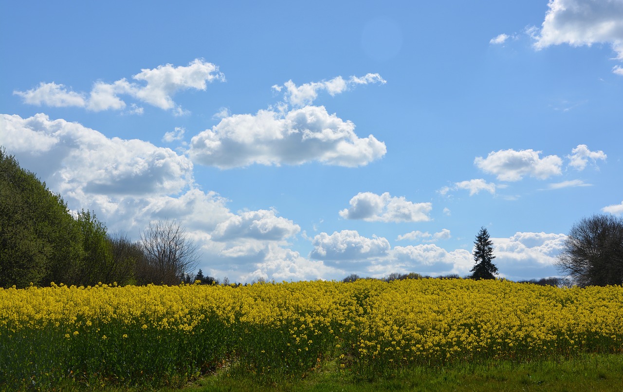 rapeseed agriculture harvest free photo