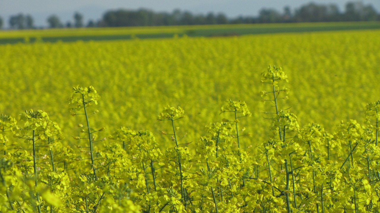 rapeseed field agriculture free photo