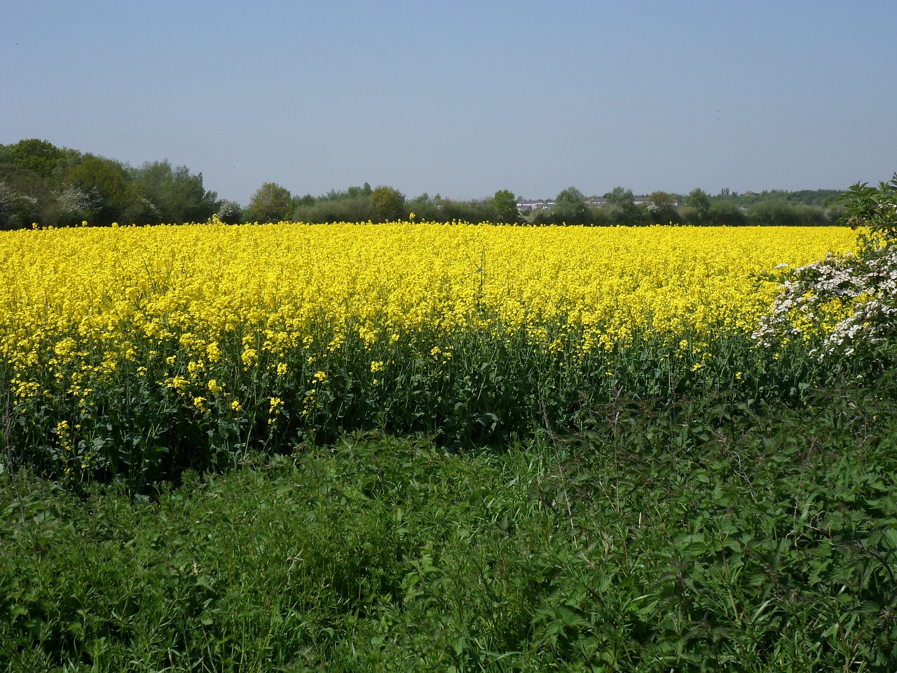 rapeseed nature landscape free photo