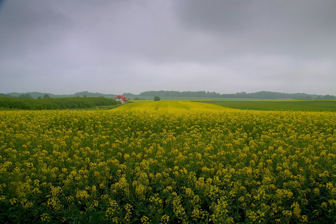 rapeseed field nature free photo