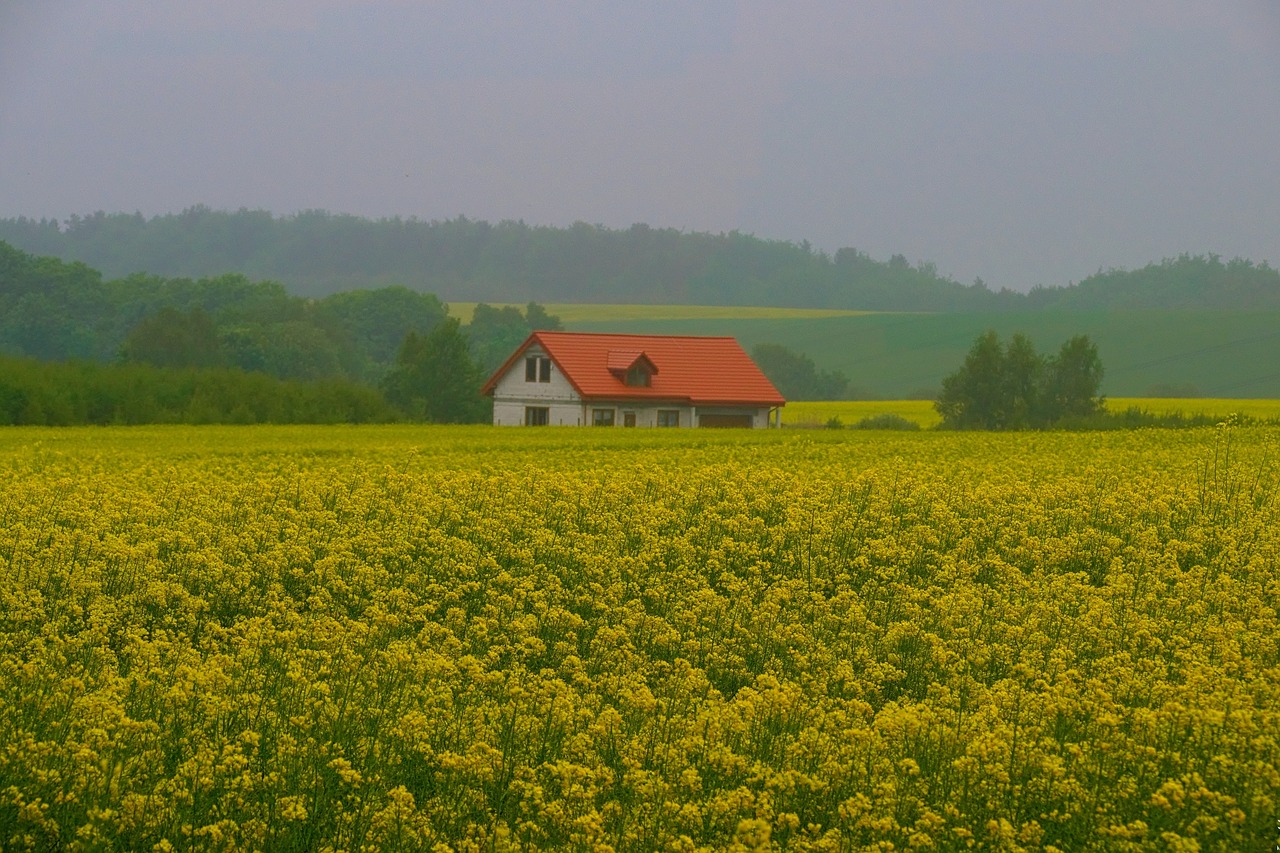 rapeseed landscape spring free photo