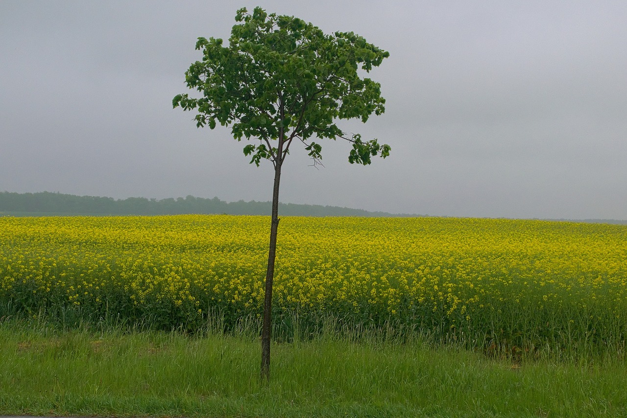 rapeseed landscape spring free photo