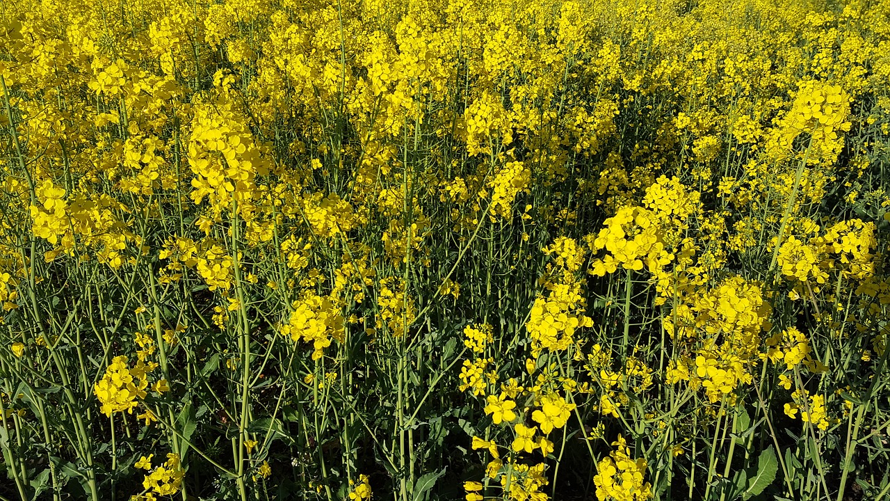 rapeseed flowers field free photo