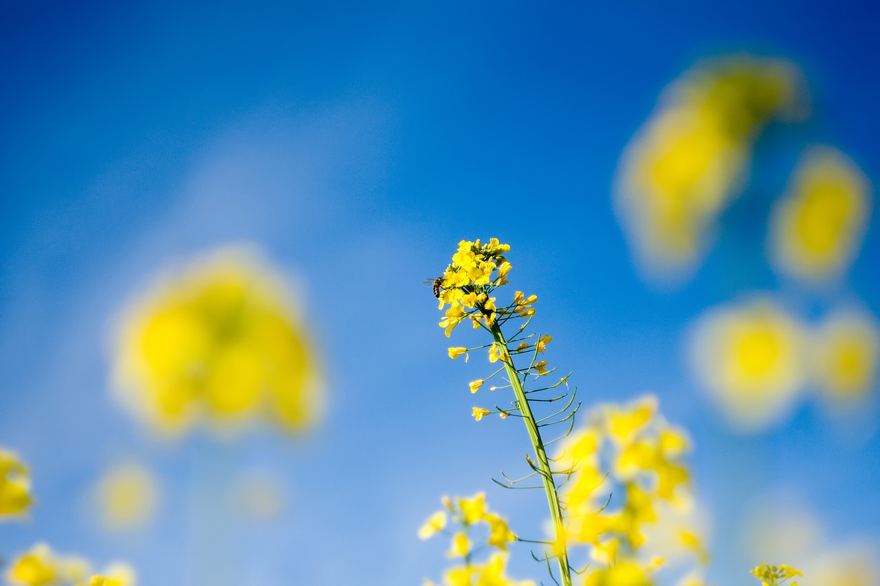 rapeseed plant spring free photo