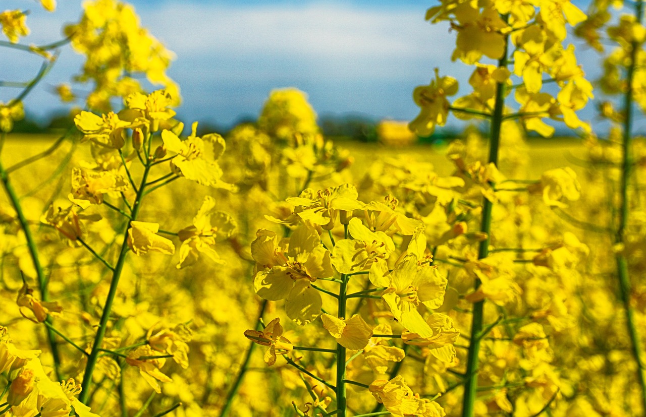 rapeseed  yellow  flower free photo