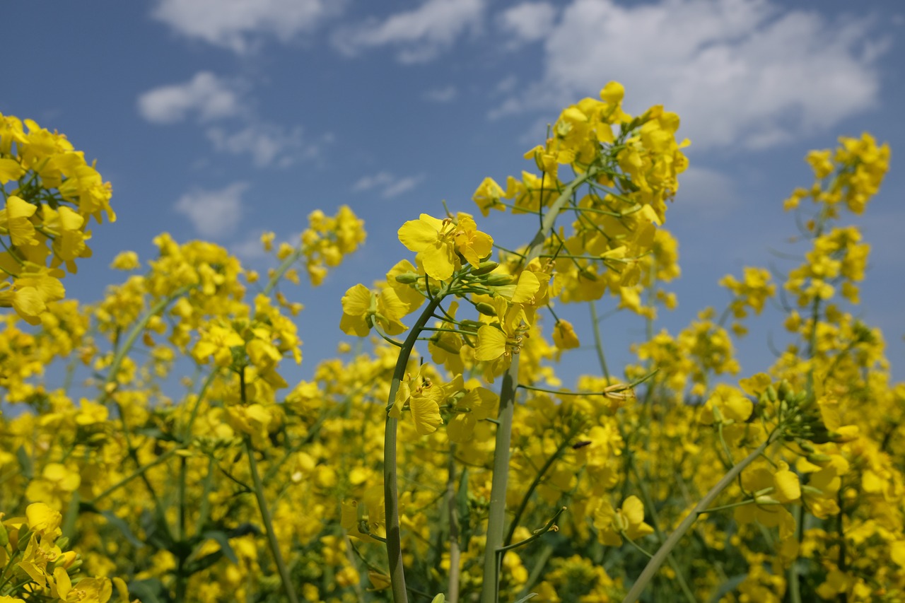 rapeseed  blooming  spring free photo