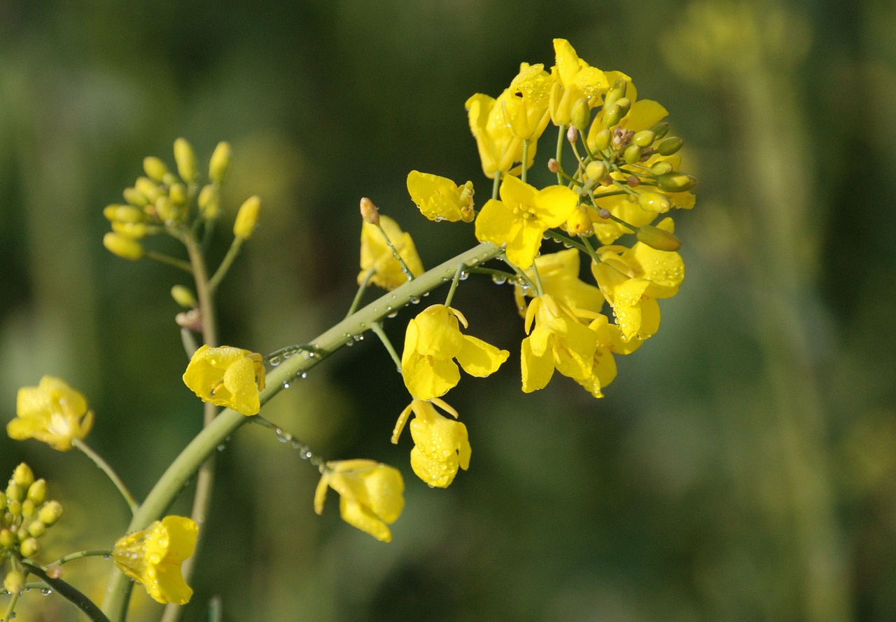rapeseed brassica napus agriculture free photo