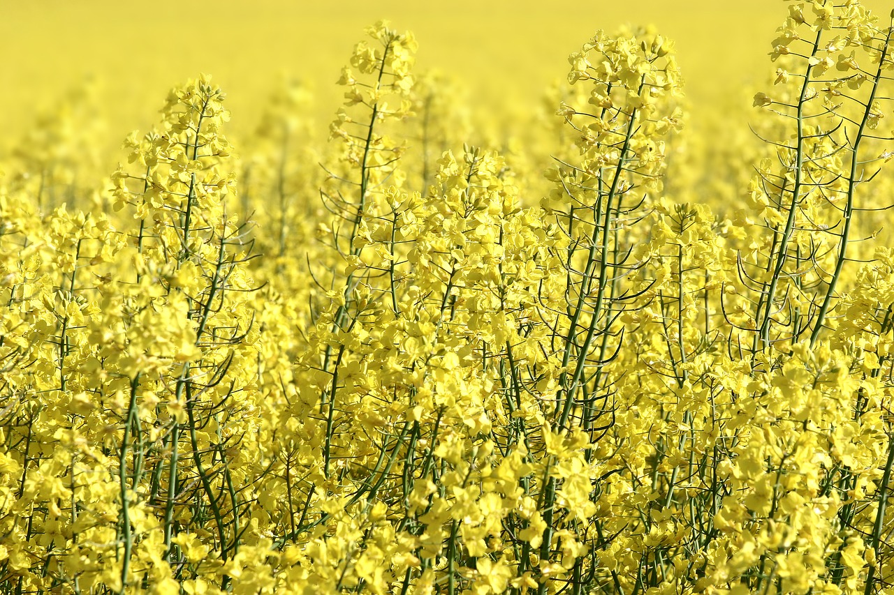 rapeseed  field  yellow free photo