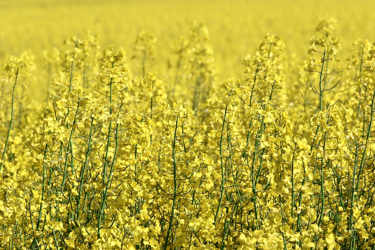 rapeseed  field  yellow free photo