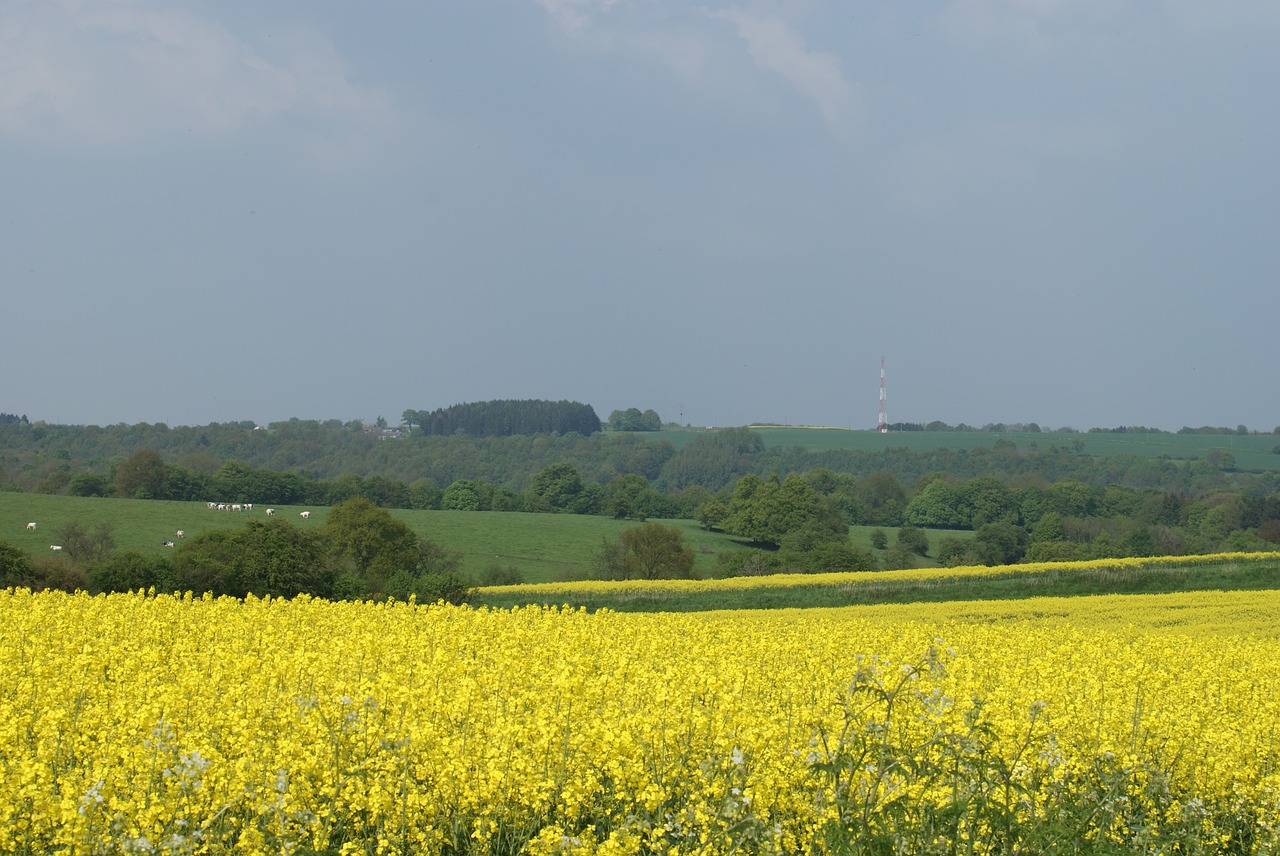 rapeseed  field  fields free photo