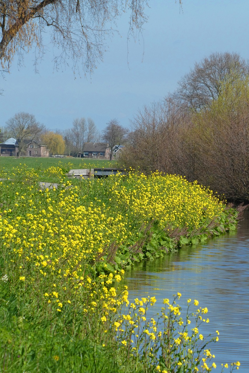 rapeseed  spring  ditch free photo