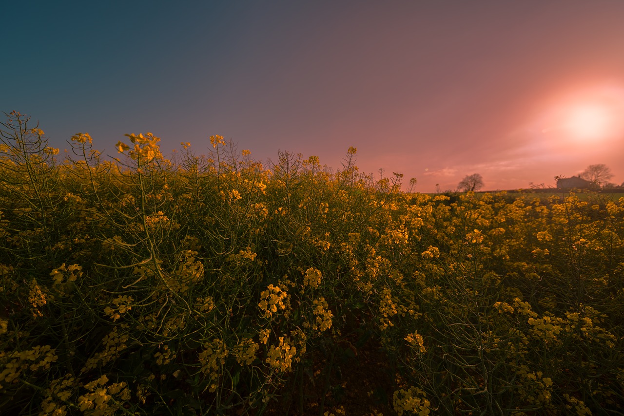 rapeseed  meadow  field free photo