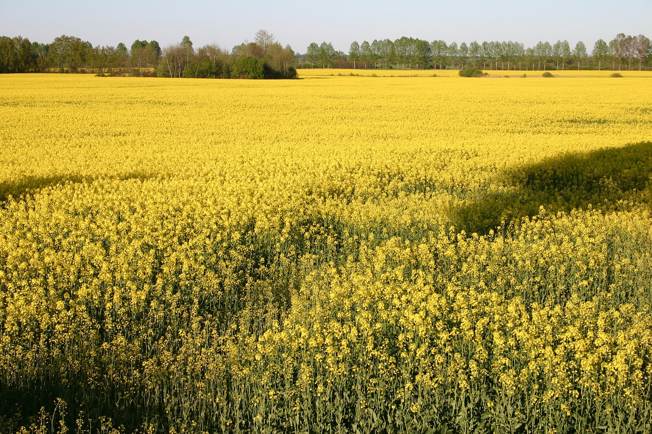 rapeseed  the cultivation of  yellow free photo