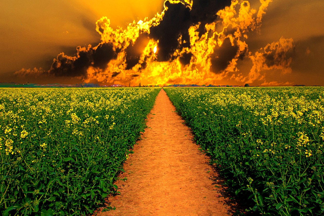 rapeseed  clouds  sunset free photo