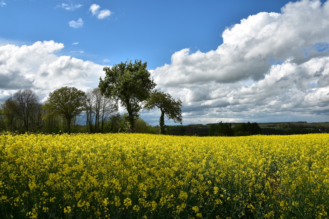 rapeseed  field  landscape free photo