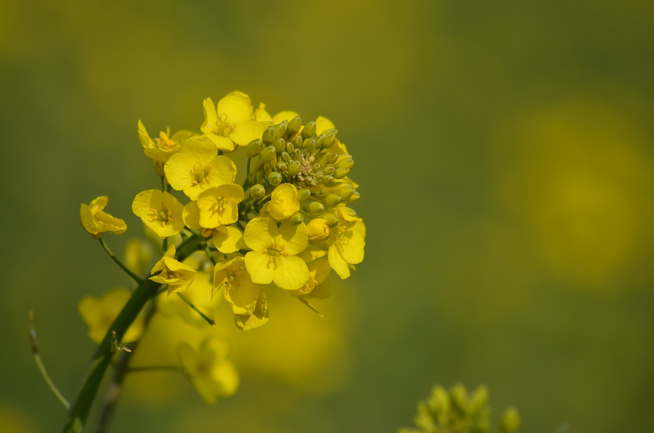 rapeseed  oil  flower free photo