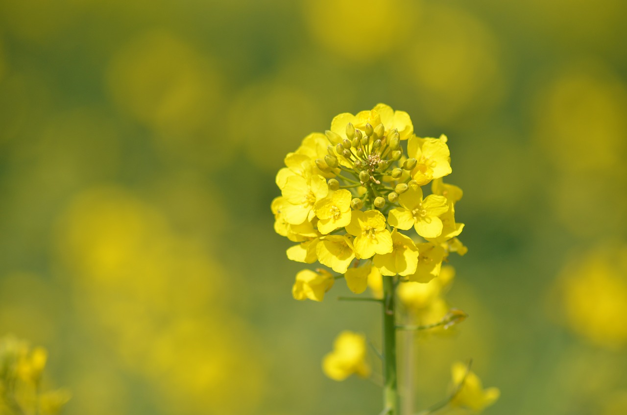 rapeseed  oil  flower free photo