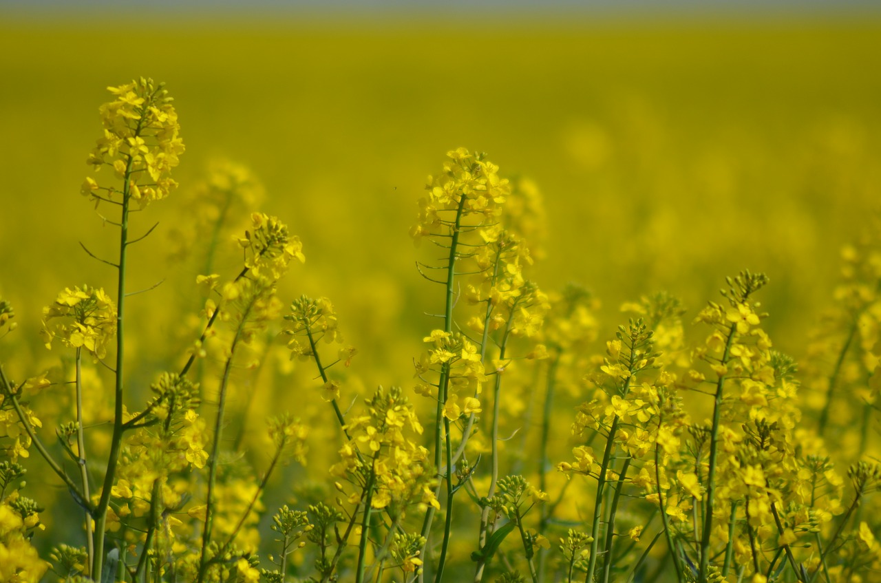 rapeseed  oil  flower free photo