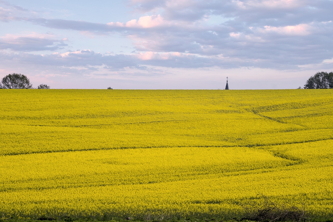 rapeseed  field  landscape free photo