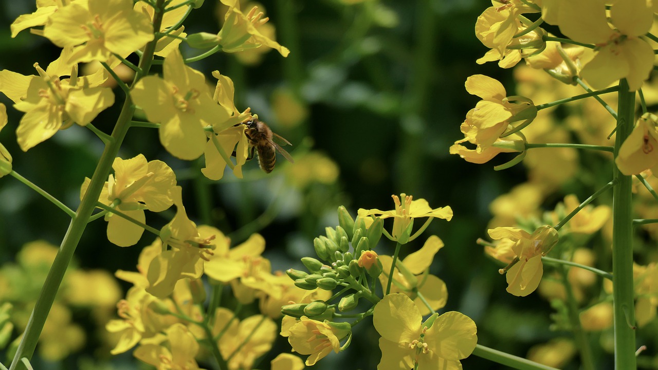 rapeseed  oil  flowers free photo