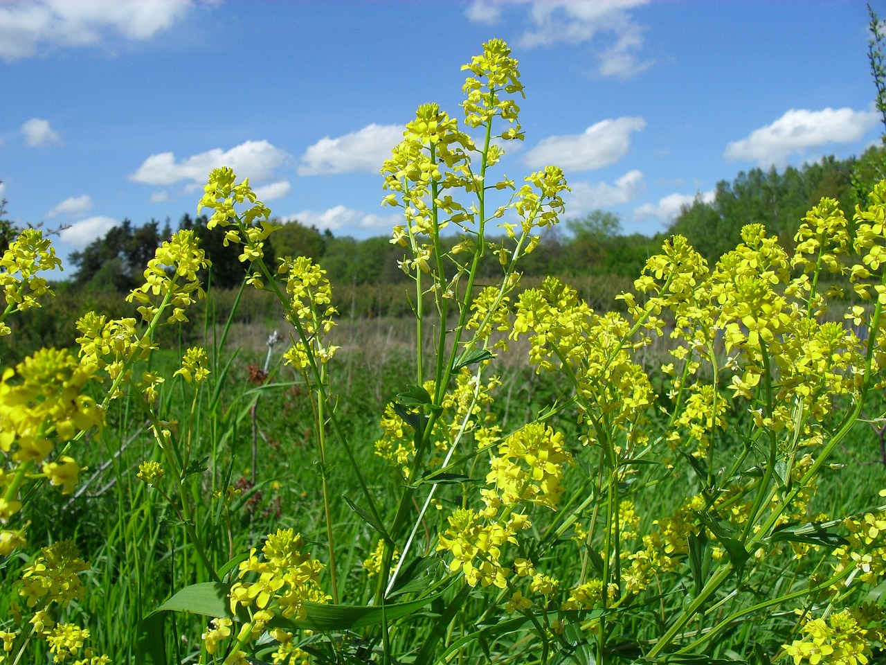 rapeseed spring summer free photo