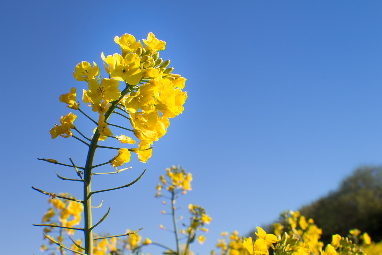 rapeseed flower nature free photo