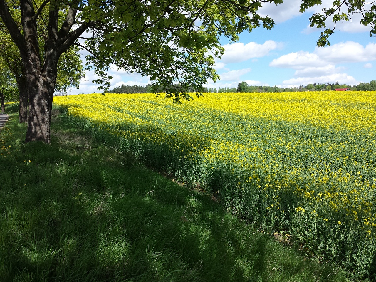 rapeseed meadow summer free photo