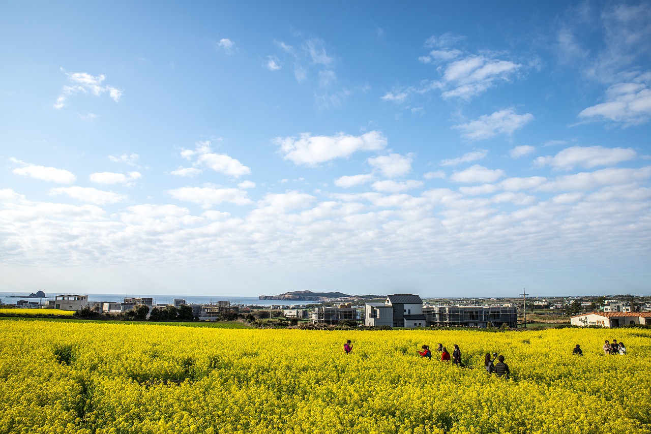 rapeseed blossoms nature heaven free photo