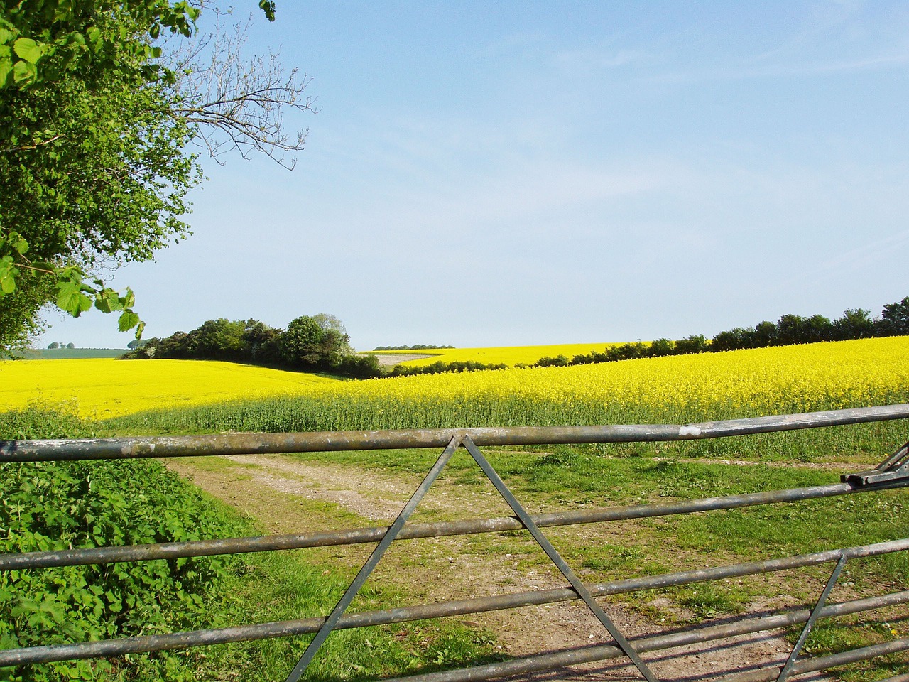 rapeseed field flora spring free photo