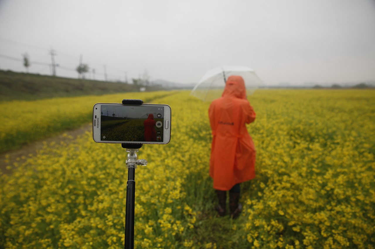 rapeseed field sejong city non free photo