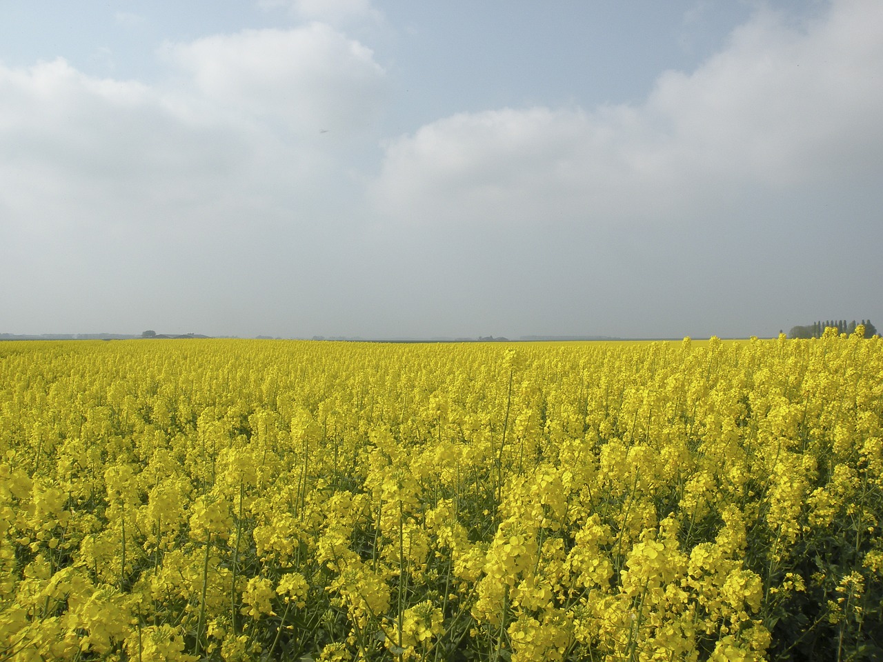 rapeseed field nature groningen free photo