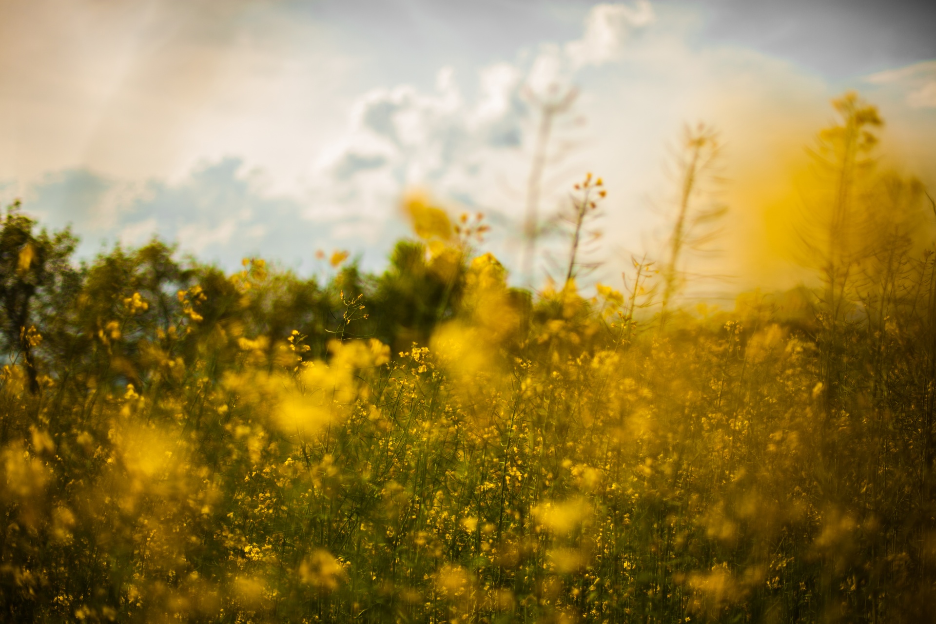 yellow rapeseed field free photo