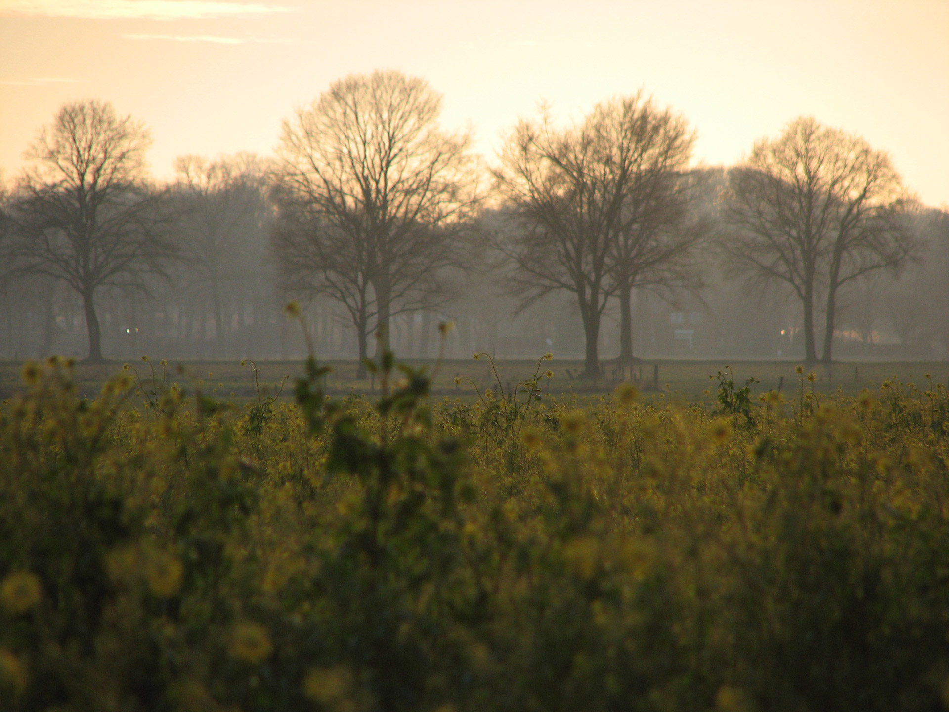 rapeseed atmosphere landscape free photo