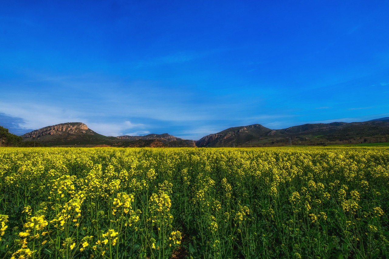 rapeseed fields landscape yellow free photo